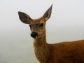 Deer In Fog 2